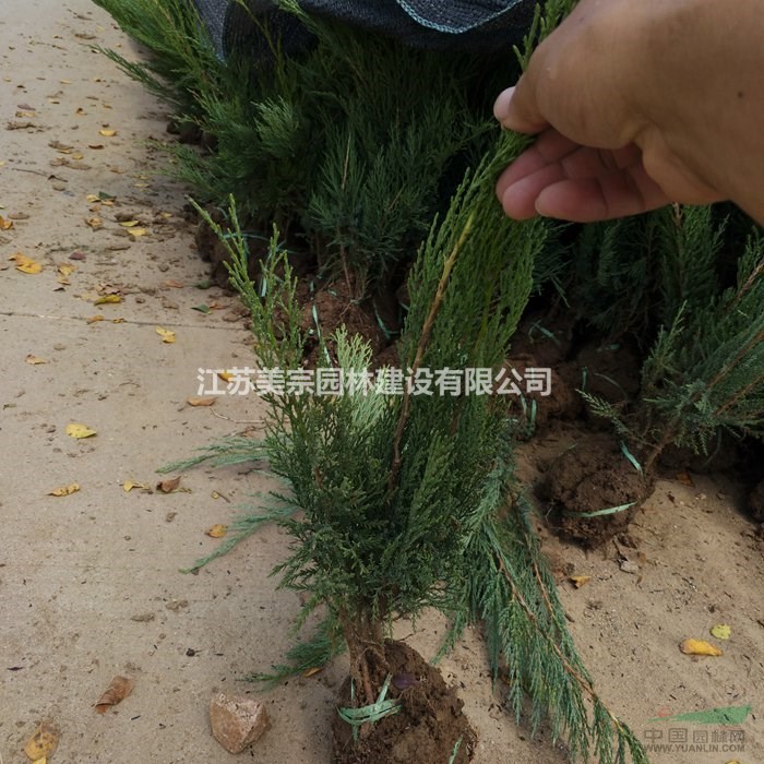 沙地柏價格_沙地柏圖片_沙地柏產(chǎn)地_沙地柏綠化苗木苗圃基地