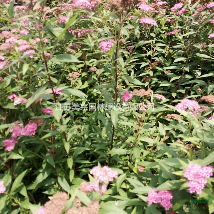 各種繡線菊 青金山繡線菊，金焰繡線菊，紅花繡線菊，日本繡線菊