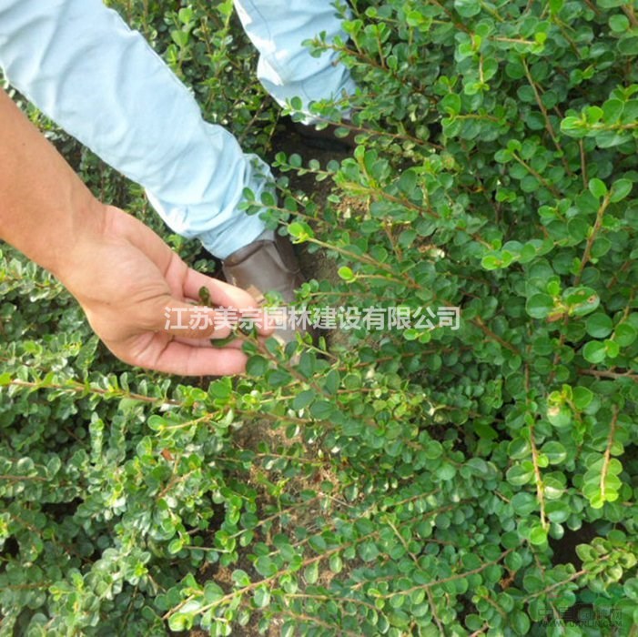 平枝荀子價格_平枝荀子圖片_平枝荀子產(chǎn)地_金銀木綠化苗木苗圃