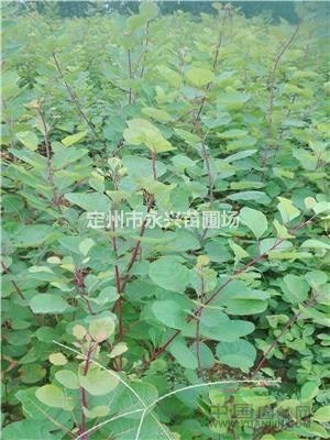 黄栌高100公分，冠30公分低价销售