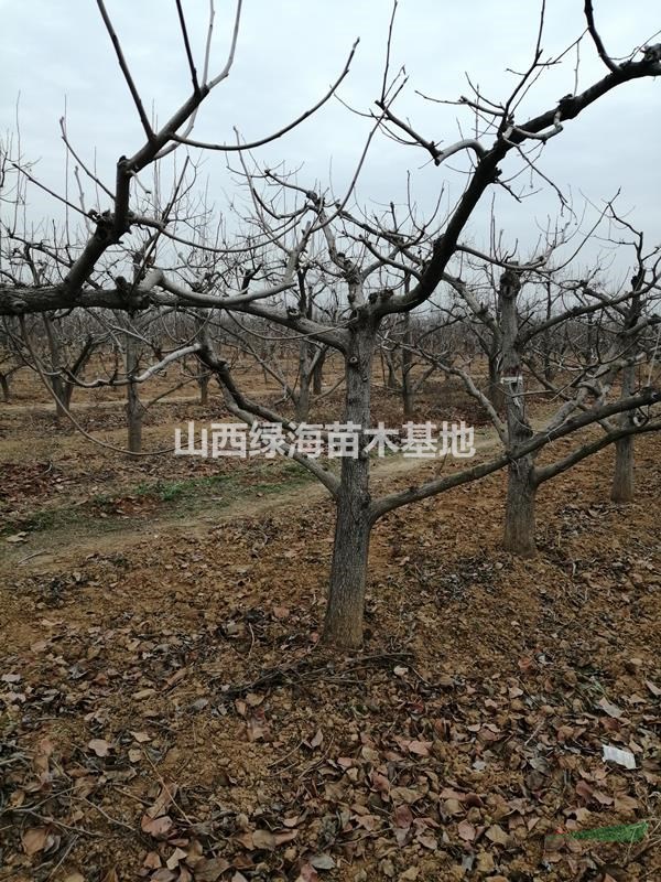 15公分柿子樹價格18公分柿子樹價格20公分柿子樹價格