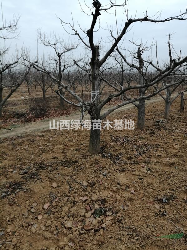 15公分柿子樹價格18公分柿子樹價格20公分柿子樹價格