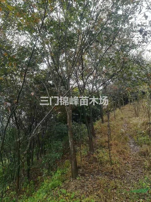 浙江櫸樹報(bào)價(jià) 浙江櫸樹價(jià)格 臺(tái)州櫸樹報(bào)價(jià)  三門櫸樹報(bào)價(jià)