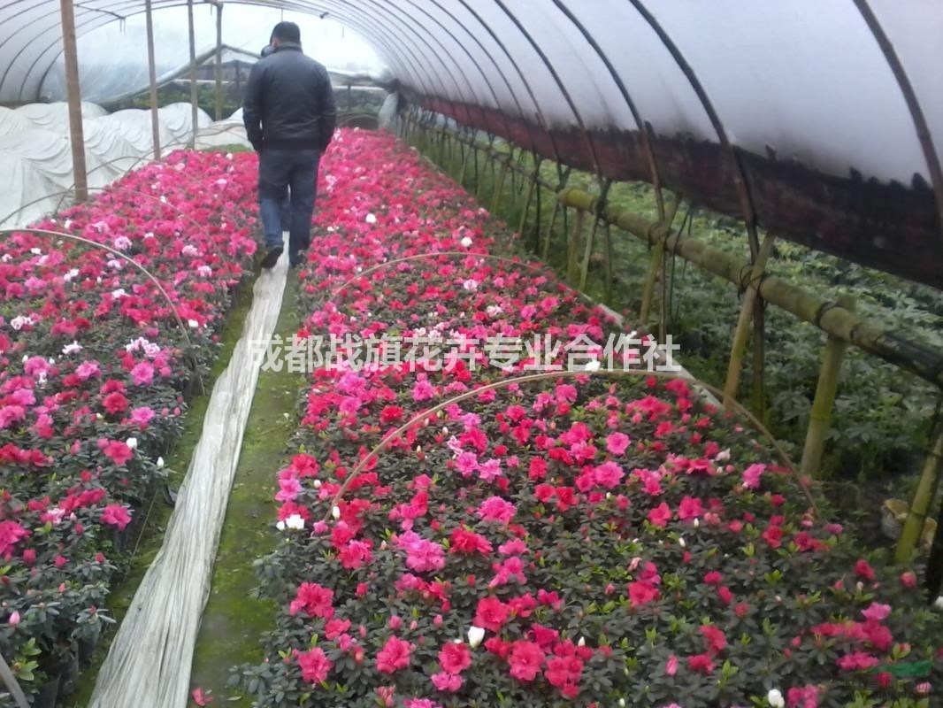 西洋鵑苗圃批量出售 西洋鵑低價(jià)處理 西洋鵑基地