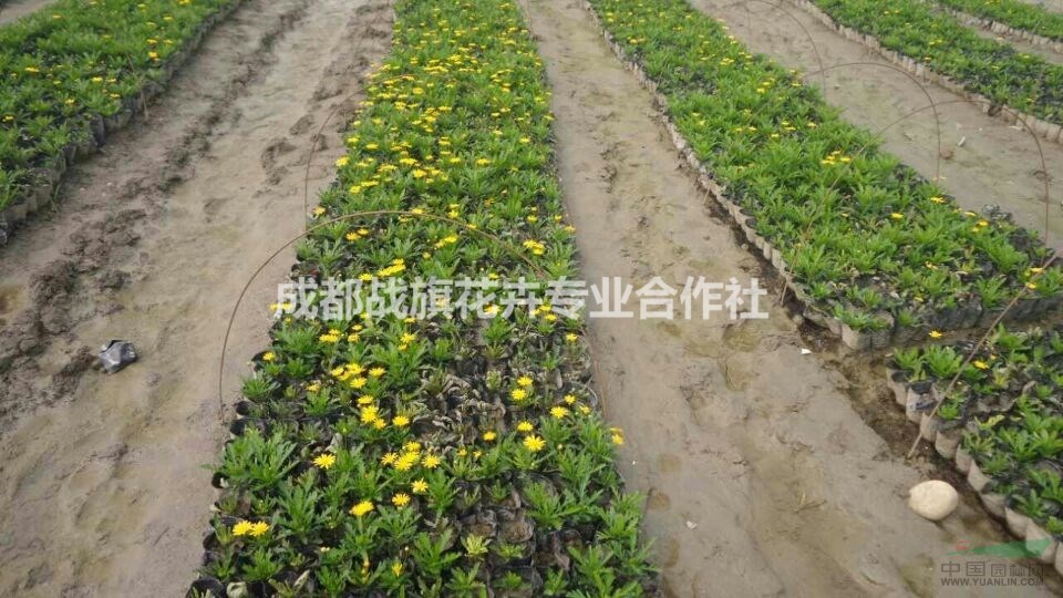 木春菊時令草花 木春菊低價出售 木春菊批量出售