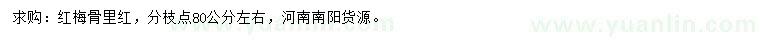 求購(gòu)分枝點(diǎn)80公分左右紅梅骨里紅