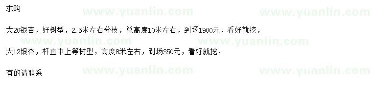 求購12、20公分銀杏