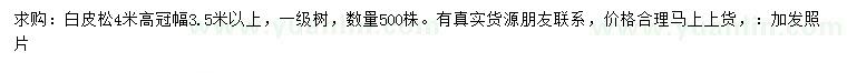 求購(gòu)4米高白皮松