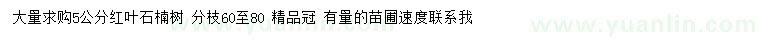 求購5公分紅葉石楠