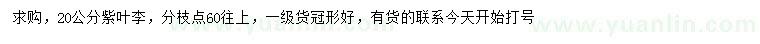 求購20公分紫葉李