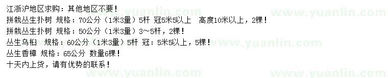 求購(gòu)叢生撲樹、叢生烏桕、叢生香樟