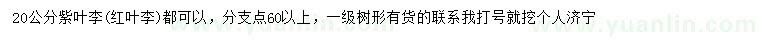 求購(gòu)20公分紫葉李或紅葉李