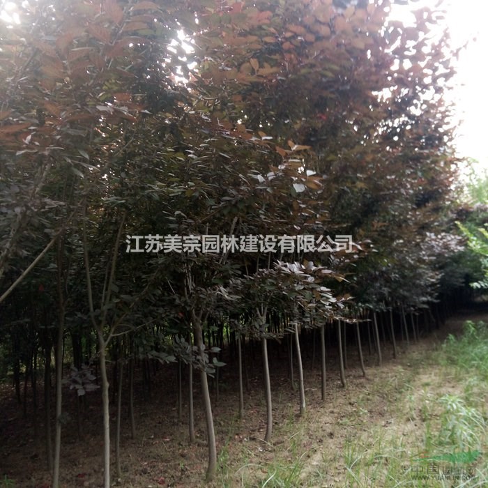 紅葉李價格_紅葉李圖片_紫葉李產(chǎn)地_紫葉李綠化苗木苗圃基地 