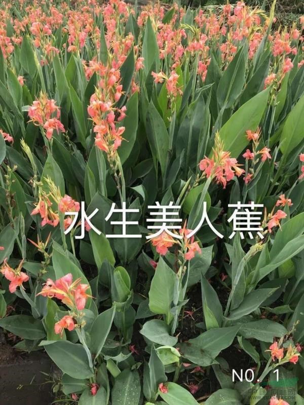 水生美人蕉農(nóng)戶直銷，大量批發(fā)