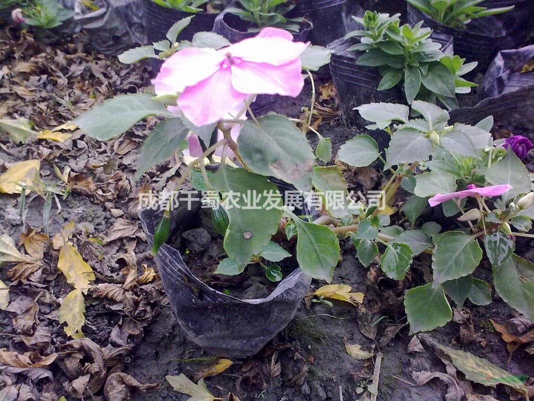 鳳仙花 元旦花壇用花