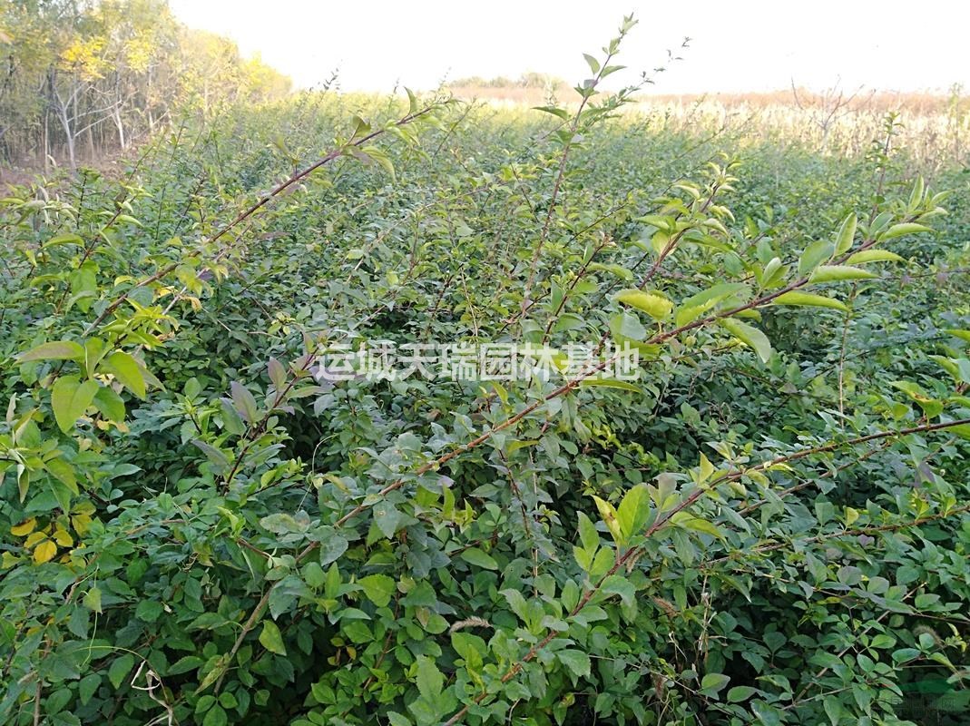 連翹苗，藥用連翹苗價格？連翹的種植與管理，