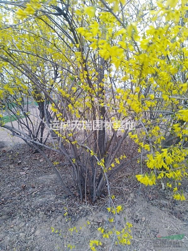 連翹苗，藥用連翹苗價格？連翹的種植與管理，