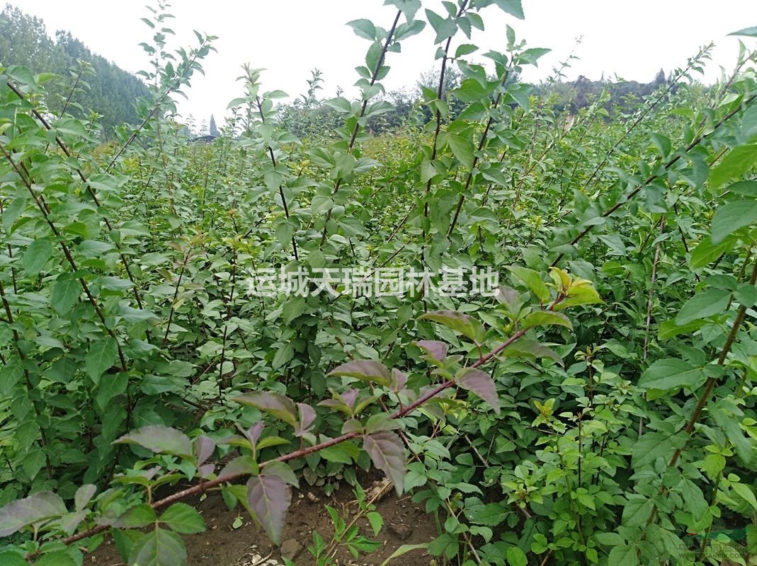 連翹苗，藥用連翹苗價格？連翹的種植與管理，