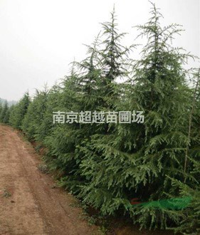 南京三米籽播雪松樹價格
