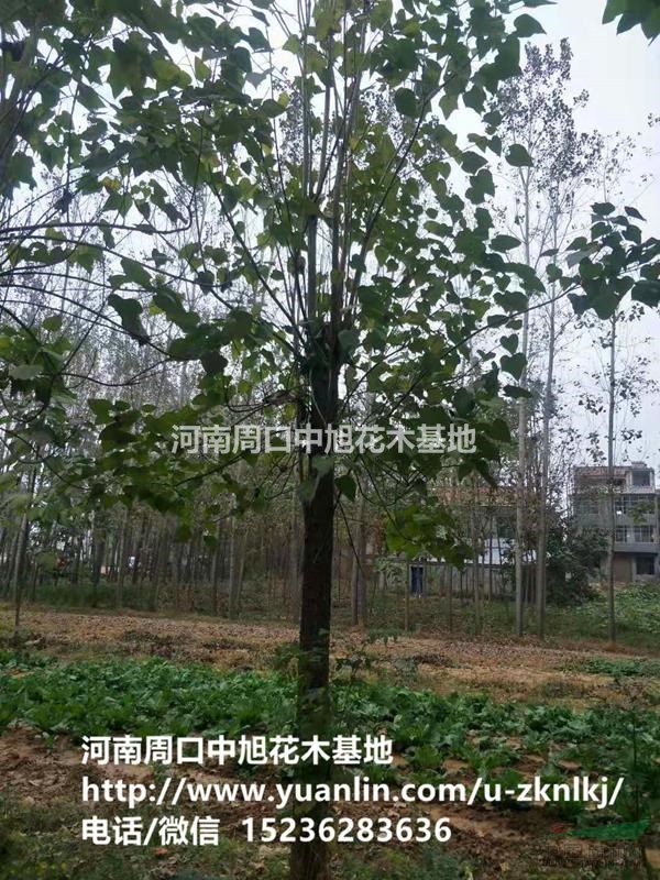 周口中旭園林15-17公分楸樹持續(xù)上貨中