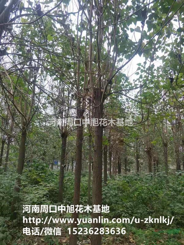 周口中旭園林15-17公分楸樹持續(xù)上貨中