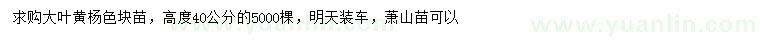 求購高40公分大葉黃楊