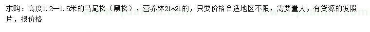 求購高1.2-1.5米馬尾松