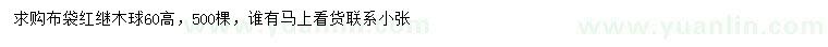 求購(gòu)高60公分紅花繼木球