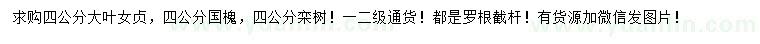 求購大葉女貞、國槐、欒樹