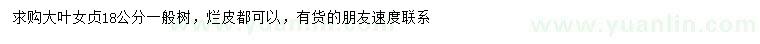 求購(gòu)18公分大葉女貞