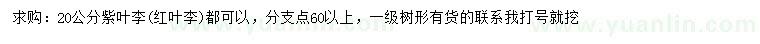 求購20公分紫葉李