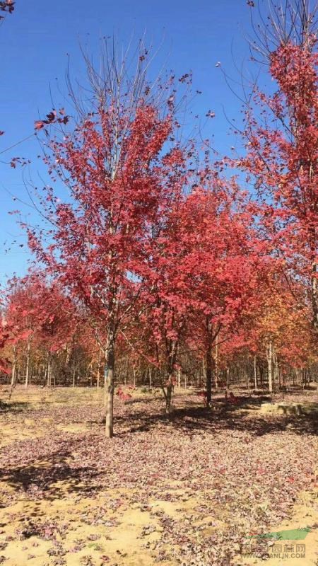 美國紅楓基地直銷