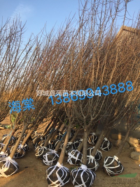 海棠基地直銷