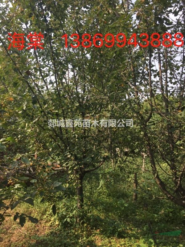 海棠基地直銷