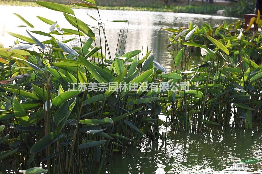 供應(yīng)水生植物馬蹄蓮水仙魚腥草芡實(shí)碗蓮再力花苦草梭魚草花葉蘆竹