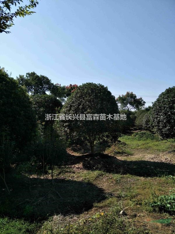 浙江桂花長興價格優(yōu)勢