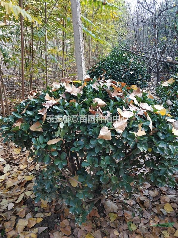 一级大叶黄杨球基地 一级大叶黄杨球价格
