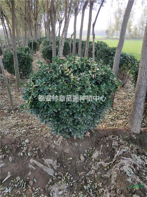 一级大叶黄杨球基地 一级大叶黄杨球价格