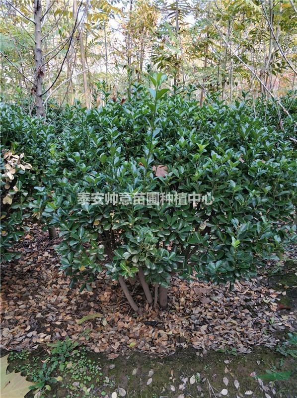 一级大叶黄杨球基地 一级大叶黄杨球价格