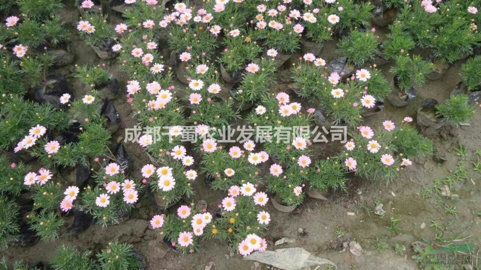 元旦花壇用花木春菊