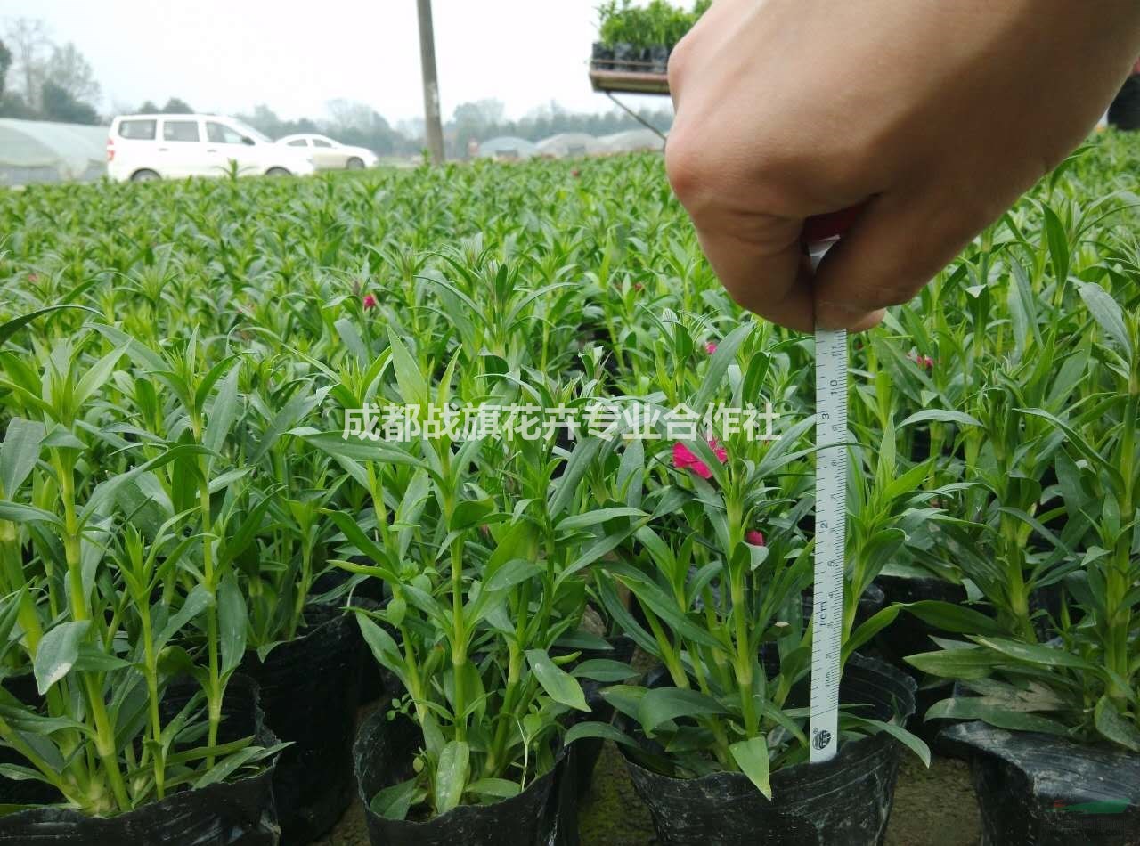 石竹苗圃批發(fā) 石竹價格 春節(jié)全花石竹 時令花卉 顏色齊全