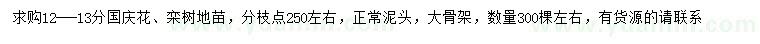 求購12-13公分國慶花、欒樹