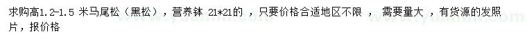 求購高1.2-1.5 米馬尾松