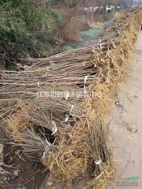 現(xiàn)貨訂構樹小苗40公分50公分高構樹小苗批發(fā)價格40公分高構