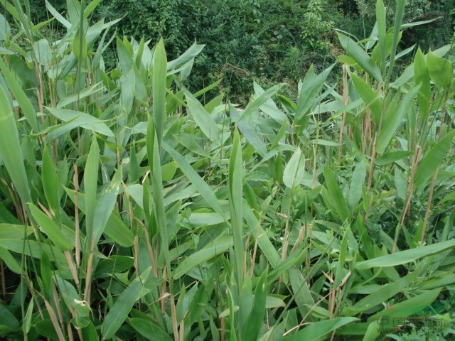 箬竹價(jià)格_箬竹圖片_箬竹產(chǎn)地_箬竹綠化苗木苗圃基地 