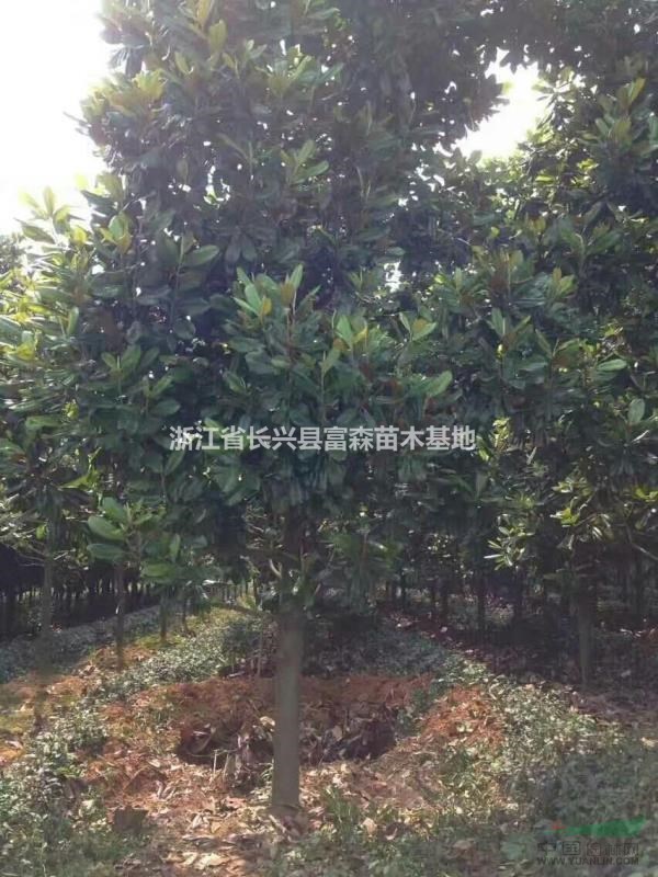 浙江廣玉蘭價格便宜批發(fā)