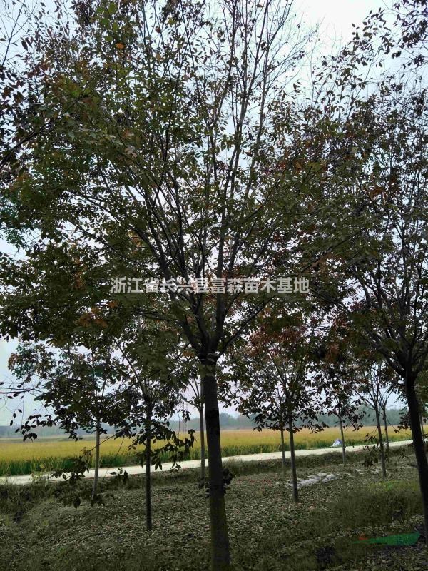 浙江櫸樹(shù)行情長(zhǎng)興精品櫸樹(shù)