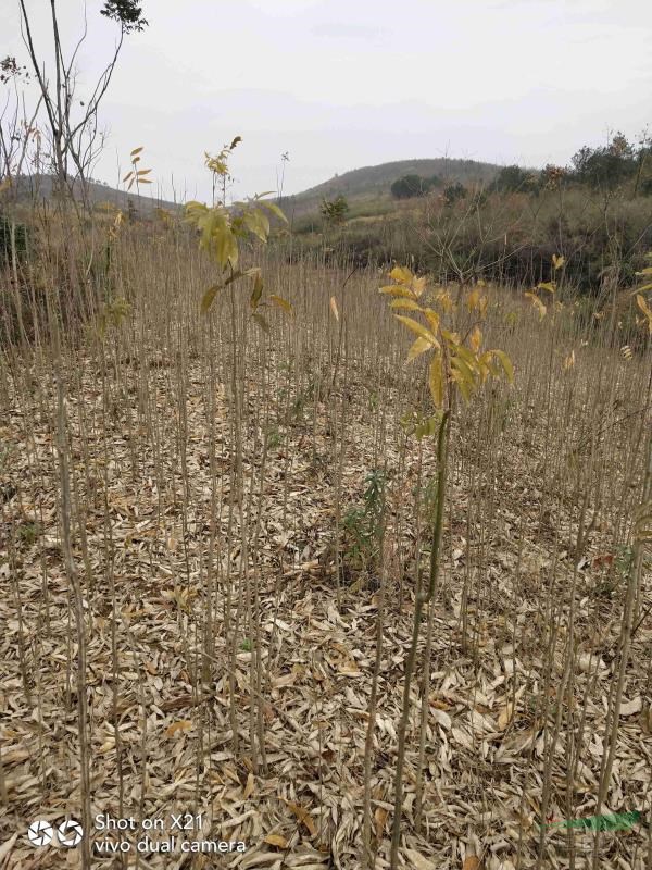 無(wú)患子小苗什么時(shí)候栽種成活率好偉創(chuàng)園林介紹