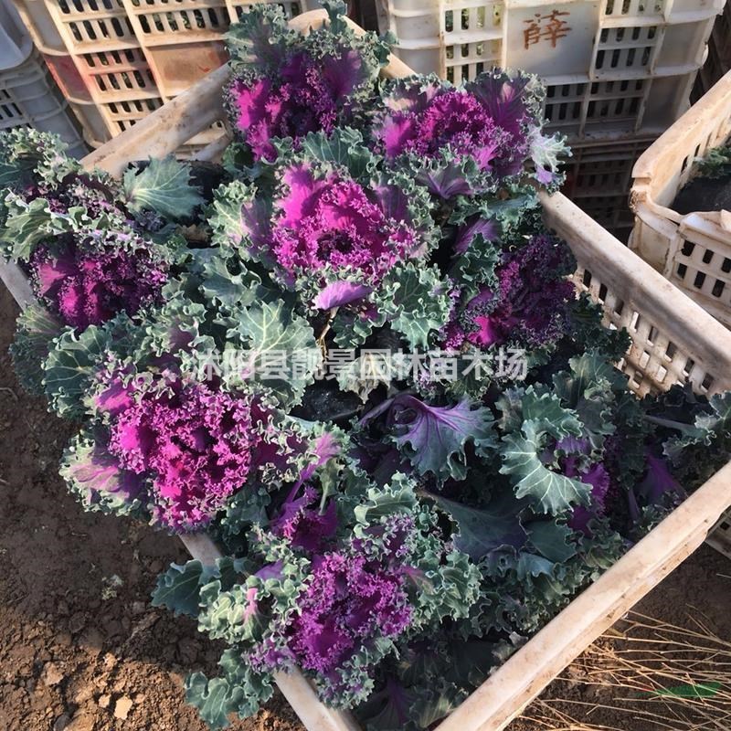 羽衣甘蓝哪里有。羽衣甘蓝俩种颜色冬季花草,羽衣甘蓝快递发货