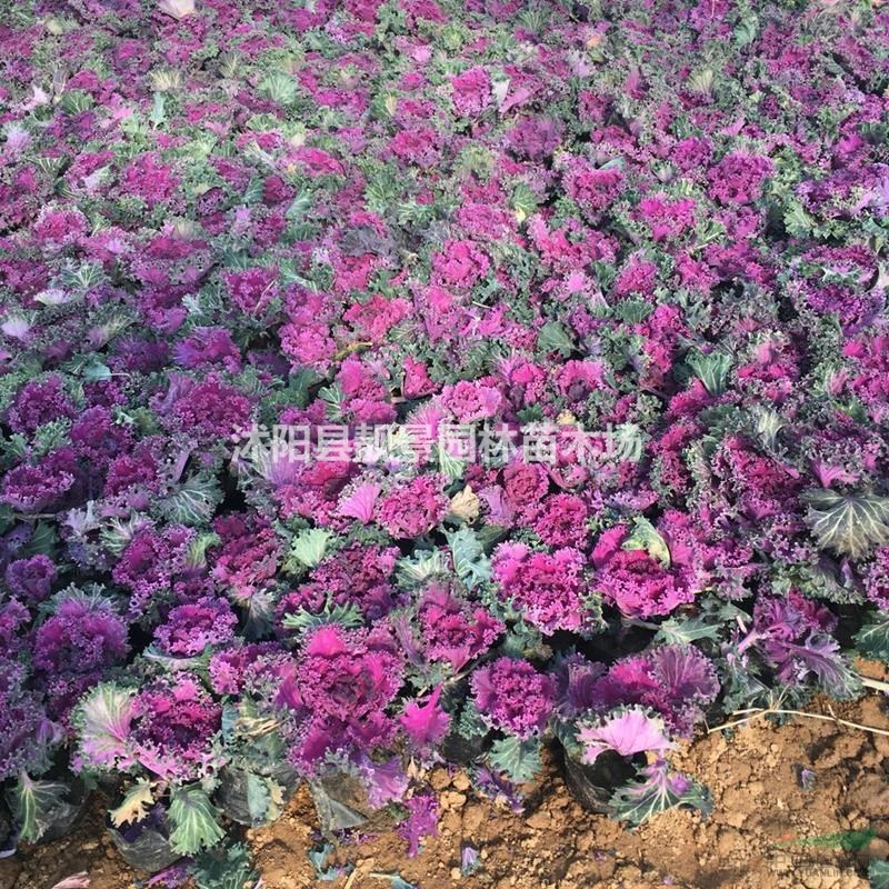 羽衣甘蓝哪里有。羽衣甘蓝俩种颜色冬季花草,羽衣甘蓝快递发货